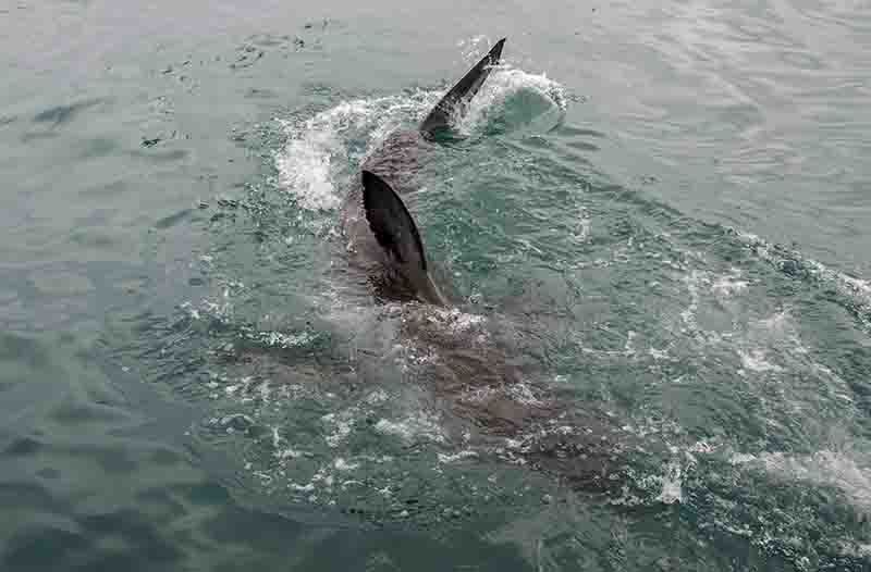 03 - Tiburon Blanco - Gansbaai - Sudafrica